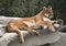 Cougar Mountain Lion Resting