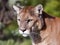 Cougar mountain lion wild cat wildlife portrait watching