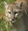 Cougar portrait