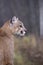 Cougar portrait