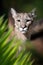 Cougar portrait in jungle