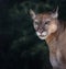 Cougar portrait (Puma concolor) - Mountain Lion