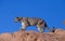 A cougar prowling along a red sandstone ledge with clear blue sky in the background