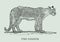 The cougar puma concolo in profile view. Illustration