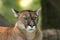 Cougar (Puma concolor)