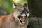 Cougar (Puma concolor)