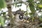 Cougar, puma concolor, Adult camouflaged into Tree, Los Lianos in Venezuela