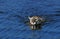 COUGAR puma concolor, ADULT CROSSING RIVER, MONTANA