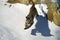 Cougar, puma concolor, Adult Jumping in Snow, Montana