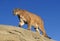 Cougar, puma concolor, Adult standing on Rocks, Montana