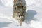 COUGAR puma concolor, ADULT STANDING IN SNOW, MONTANA