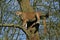 COUGAR puma concolor, ADULT STANDING IN TREE, LOOKING OUT