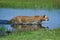 Cougar, puma concolor, Adult standing in Water, Montana