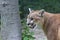 The cougar Puma concolor, also commonly known by other names including catamount, mountain lion, panther and puma