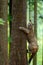 Cougar, Puma concolor, climbing on the tree, in the forest nature habitat, portrait danger animal with stone, USA