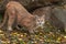 Cougar Puma concolor Crouches Near Rock Densite Autumn