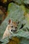 Cougar, Puma concolor, hidden portrait danger animal with stone, USA