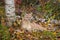 Cougar Puma concolor Lies Next to Birch Tree Autumn