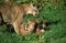 COUGAR puma concolor, MOTHER WITH CUBS