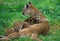 COUGAR puma concolor, MOTHER WITH CUBS