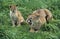 COUGAR puma concolor, MOTHER GROWLING WITH CUB