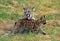 Cougar, puma concolor, Mother Licking Cub