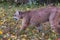 Cougar Puma concolor Prowls Left Along Ground Autumn