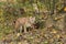 Cougar Puma concolor Walks Right Past Rock in Autumn