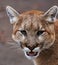 The cougar Puma concolor in the ZOO