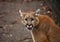 The cougar Puma concolor in the ZOO