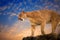 Cougar or Puma standing on the rocks.