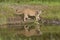 Cougar reflection in pond