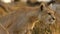 cougar search for food in Torres del Paine