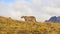 cougar search for food in Torres del Paine