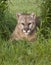 Cougar in a Shady Resting Place