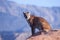 Cougar sitting on a sandstone ledge