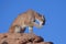 Cougar sitting on top of a sandstone boulder washing it`s paws in the morning sun.