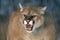 Cougar snarling, with bared teeth