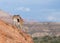 Cougar standing on red sandstone ledge looking over it`s shoulder towards the right with southwestern landscape in the background