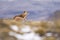 Cougar , Torres del Paine National Park