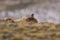 Cougar , Torres del Paine National Park,