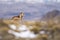 Cougar , Torres del Paine National Park,