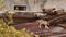 Cougar walking on the rusty roof with tree stumps near