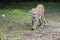 Cougar walking among the vegetation