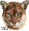 Cougar watercolor illustration