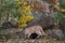 Cougars Puma concolor Move Around Rock Den Site Autumn