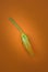 Cougette or zucchini flower for cooking fritters or beignet.on orange background