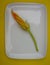 Cougette or zucchini flower for cooking fritters or beignet.on white plate