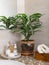 Counter in the bathroom with cosmetics for face care, roll up a clean towel and a houseplant in a flowerpot.