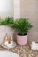 Counter in the bathroom with houseplant in pink flowerpot, cosmetics for face care, clean towel.